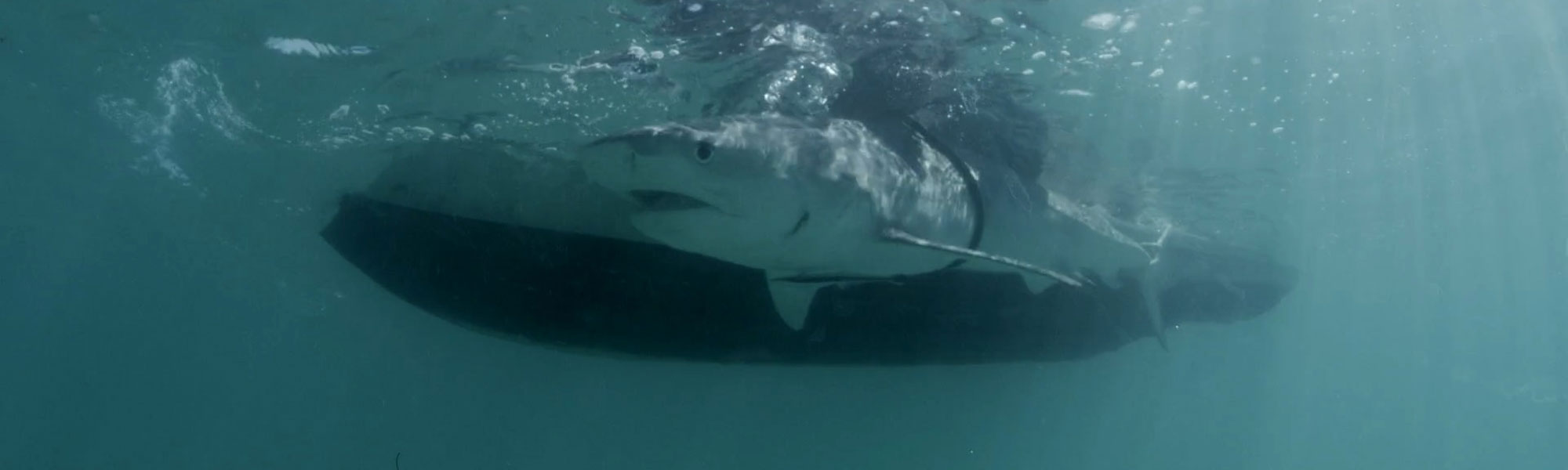 Biopixel Oceans Foundation Adds Several Tiger Sharks to OCEARCH Tracker