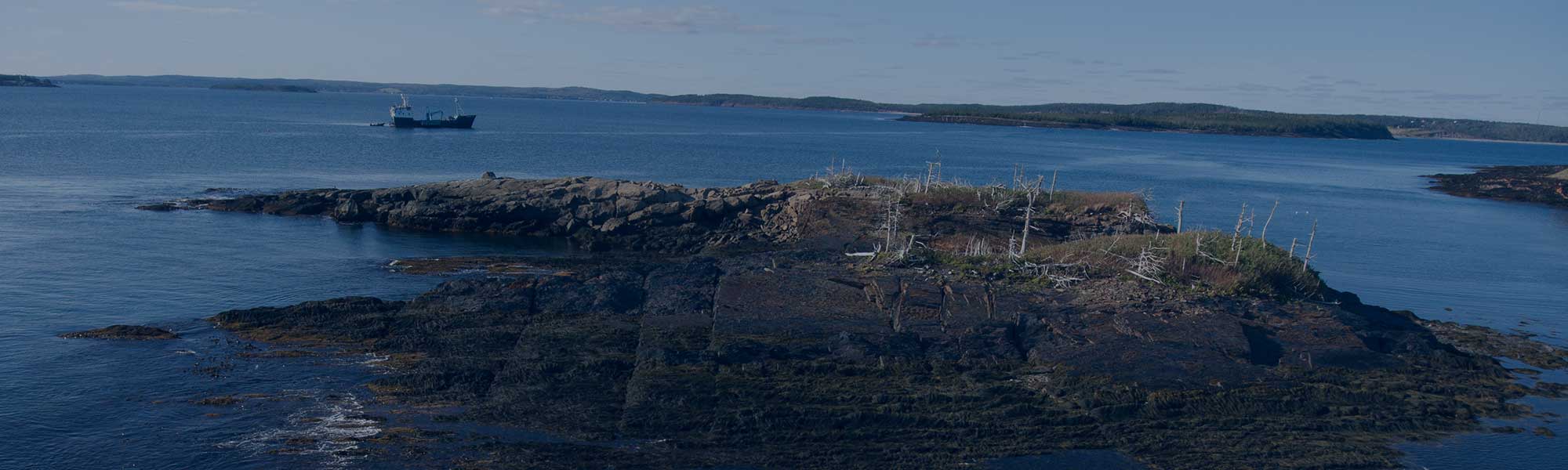 OCEARCH Tracks Return of 4 White Sharks to Nova Scotia