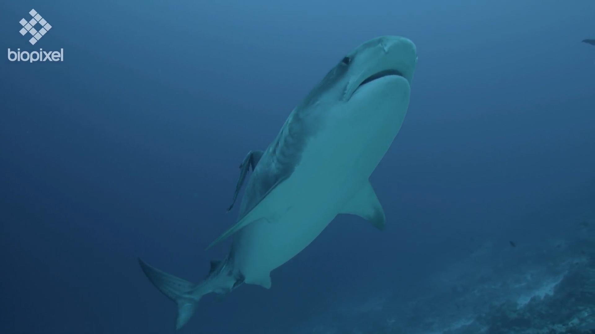 Tiger shark identification, biology and behavior