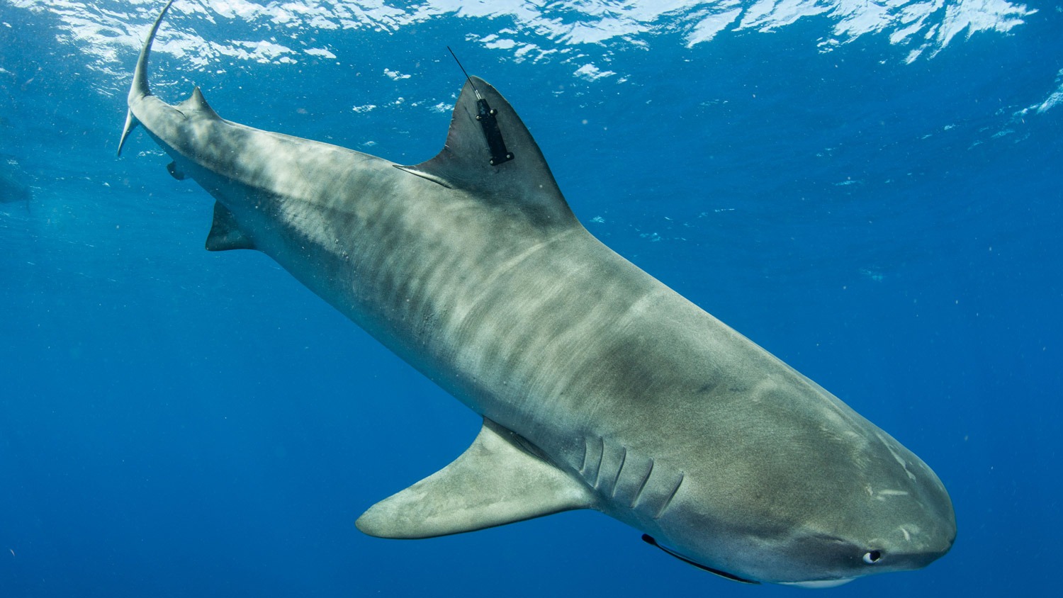 Tiger Shark on OCEARCH Tracker Travels More Than 4,000 Miles