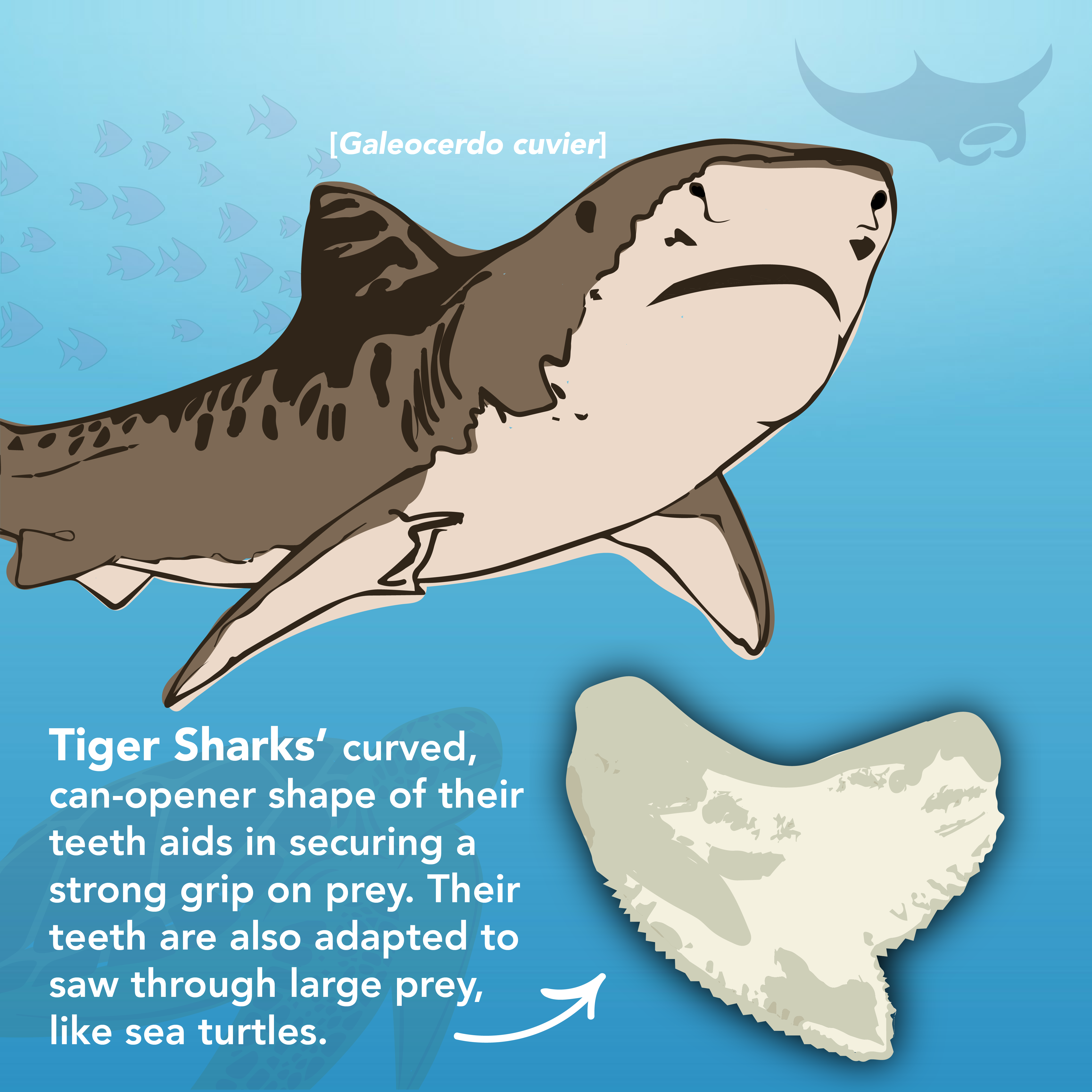 SHARK TEETH IDENTIFICATION