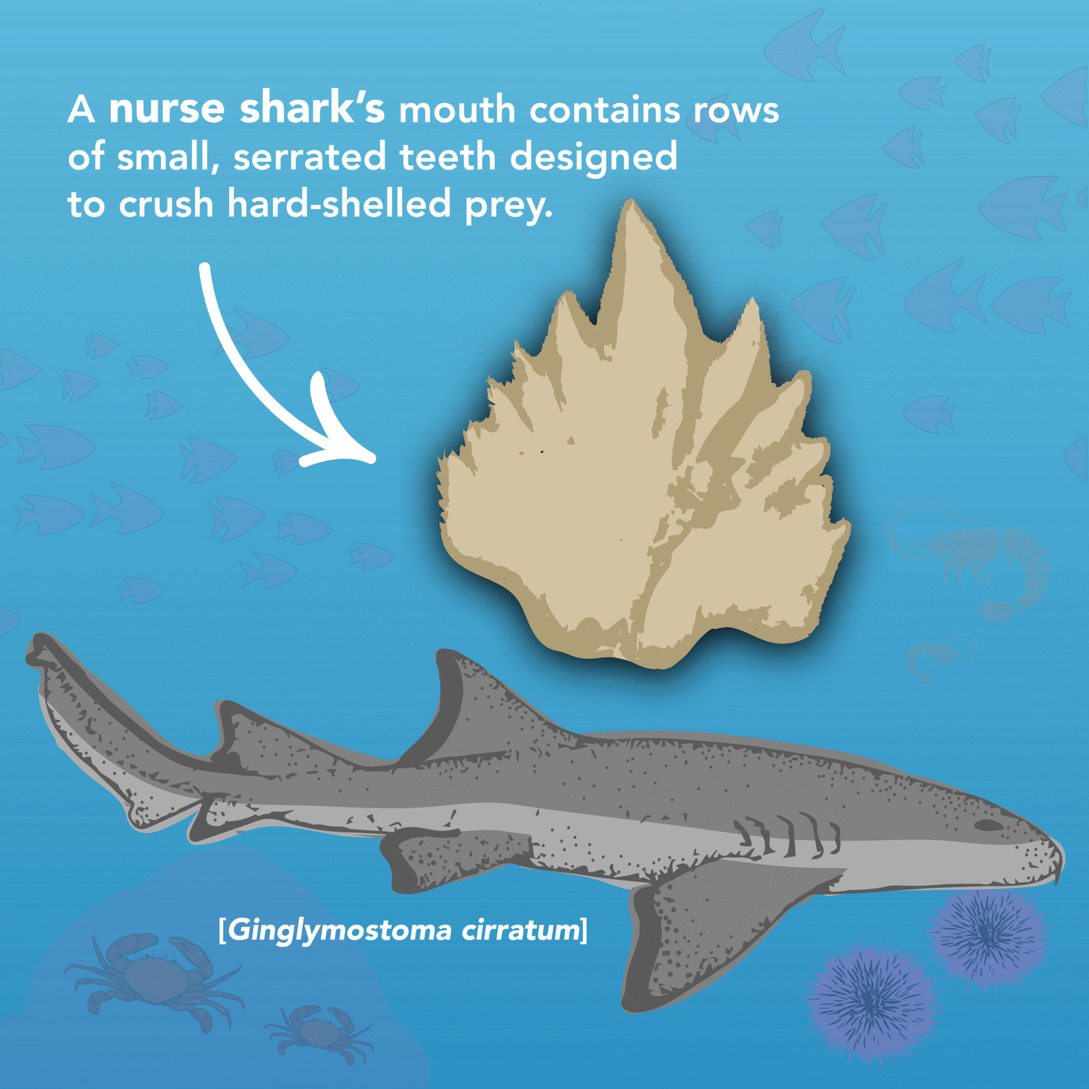 SHARK TEETH IDENTIFICATION