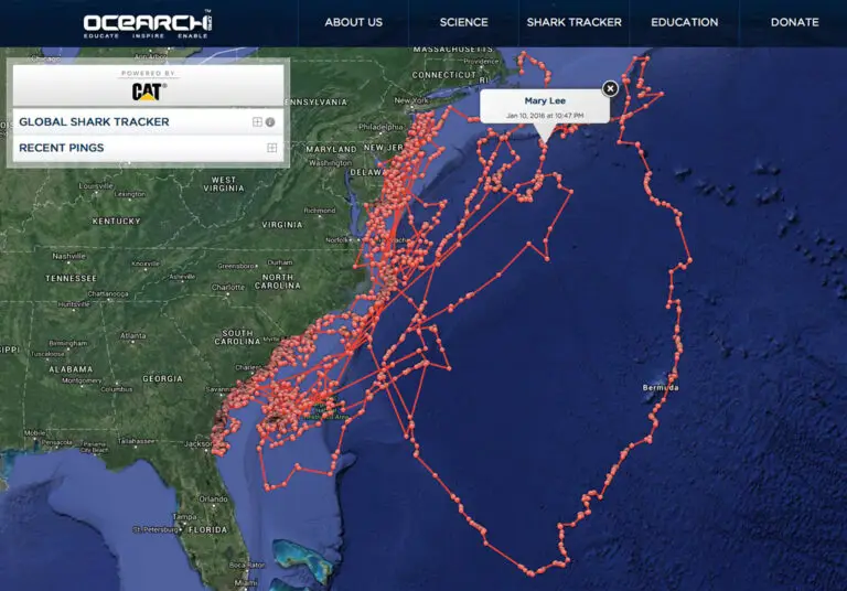 OCEARCH_MaryLee_GlobalSharkTracker