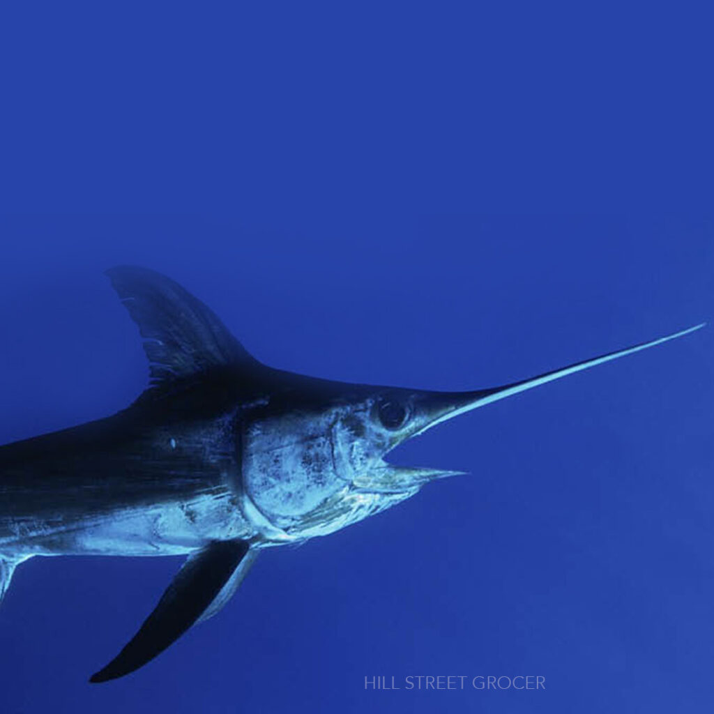 Species We Study | OCEARCH Shark & Marine Research