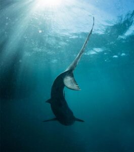 OCEARCH Expeditions | Shark Research & Conservation